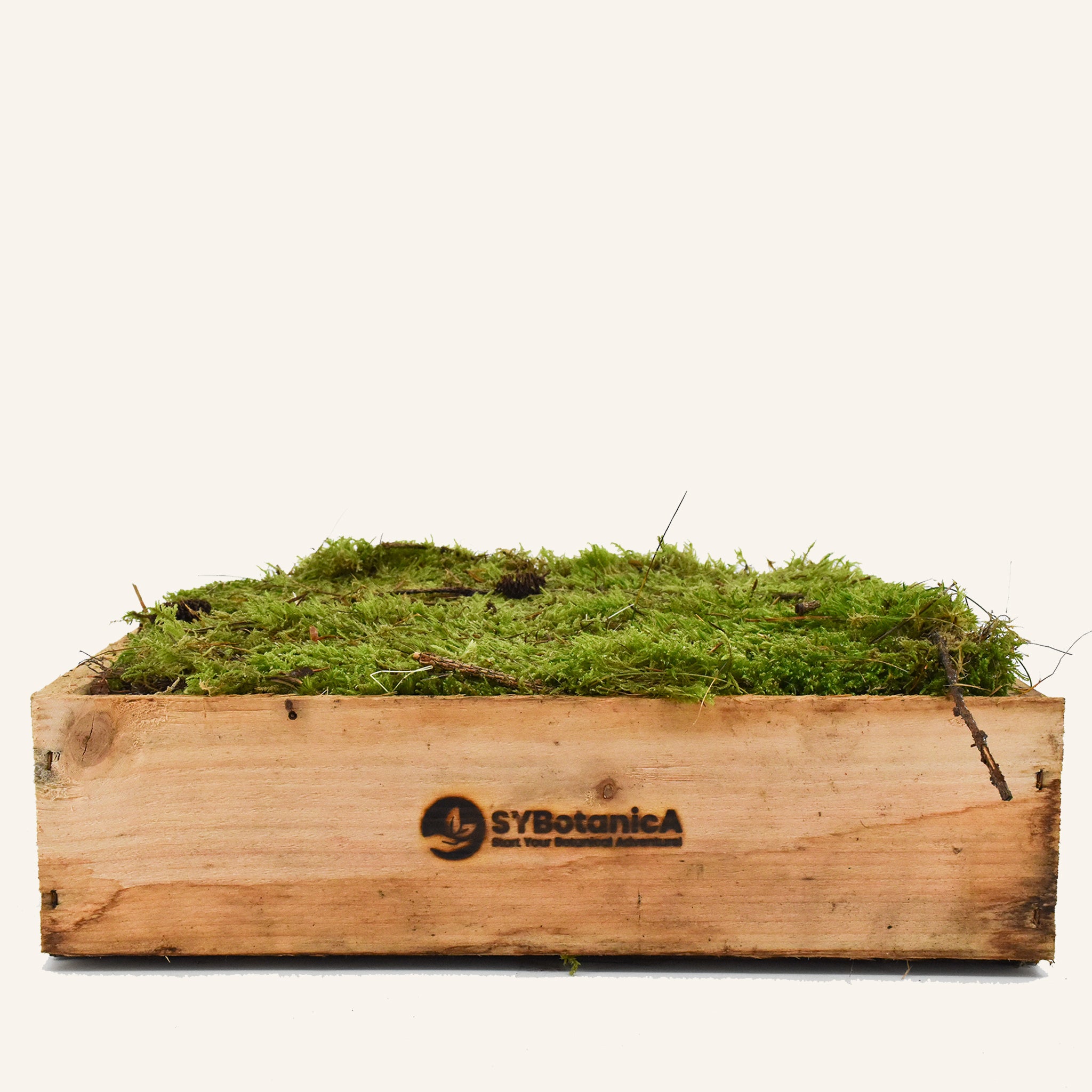 Living Moss - Sheet Moss Perfect for Terrariums and Bonsai by Chictail | Live Arrival Is Guaranteed, Size: One Size