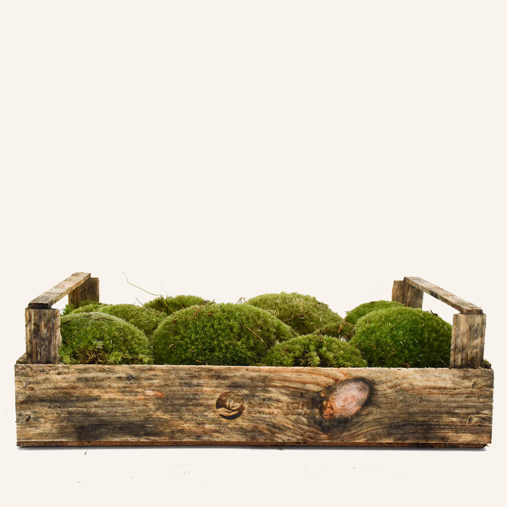 Live Cushion Moss - Full tray - Green & Fresh – urbanjngl