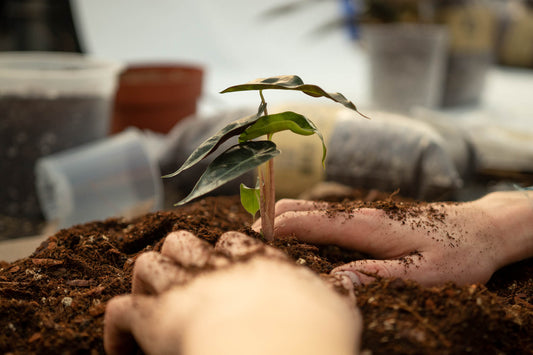 repotting plants