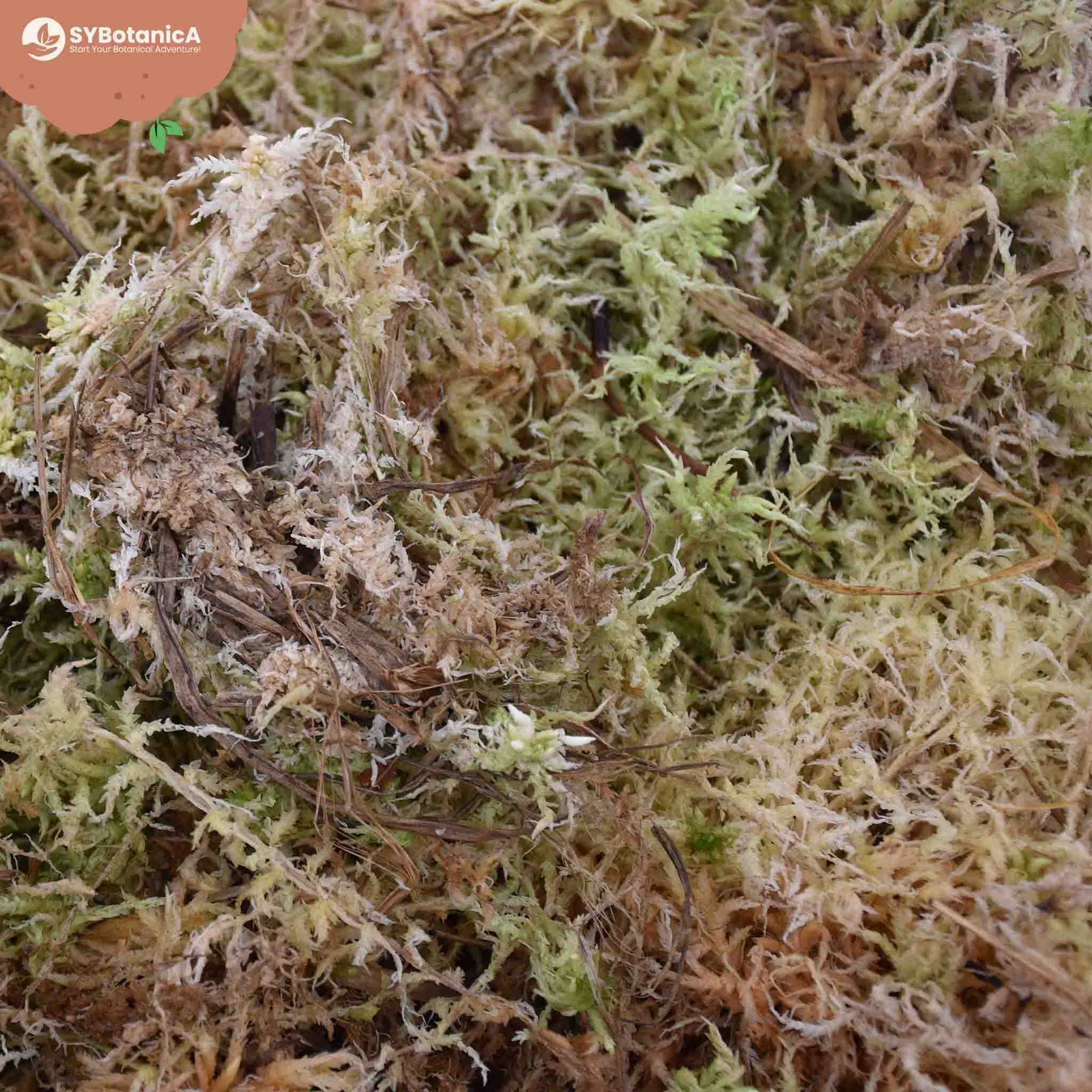 Sphagnum Moss for Plants, 10 Kg Sphagnum Moss