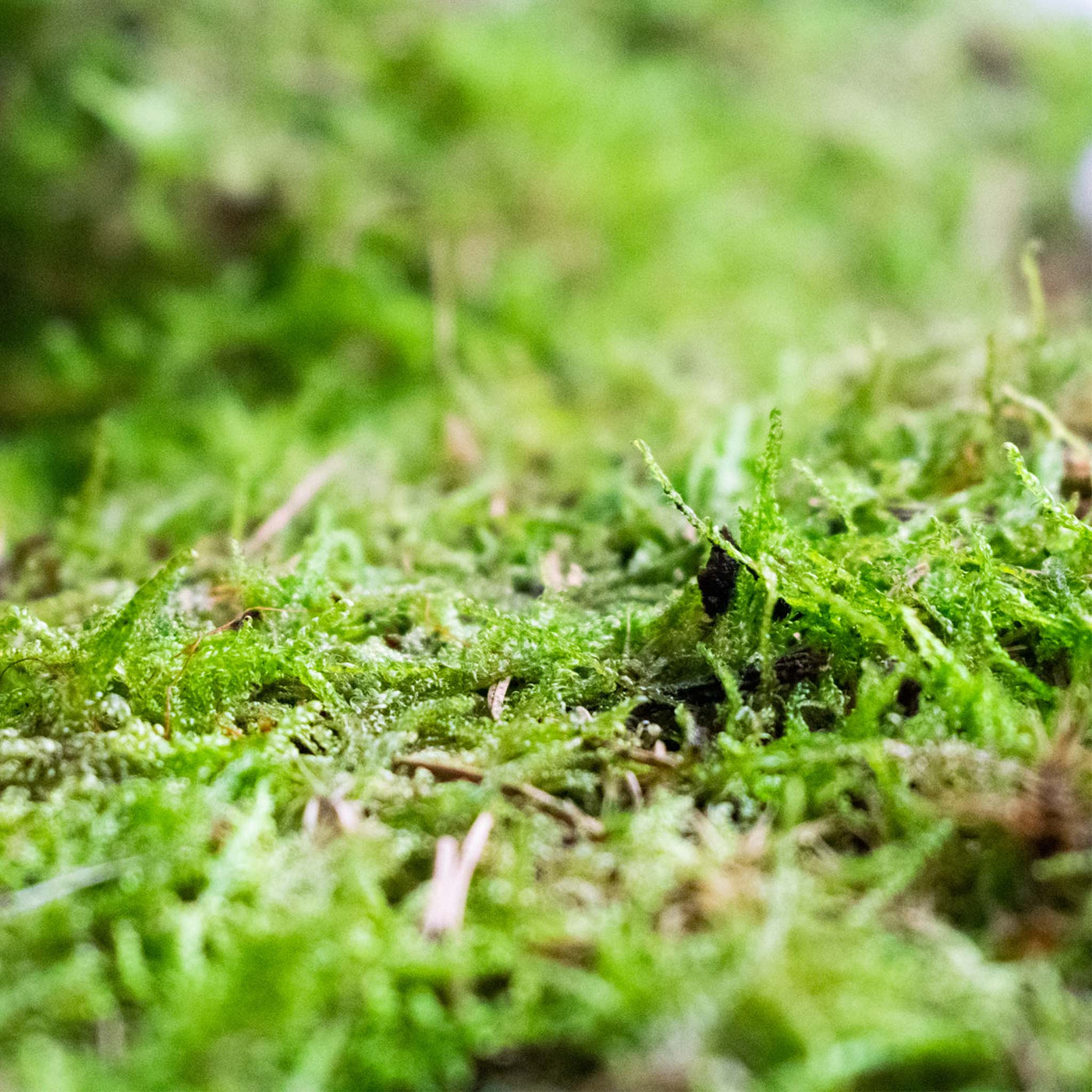 Cushion Moss, Mood Moss, Sheet Moss, Terrarium Moss, Live Green Moss 