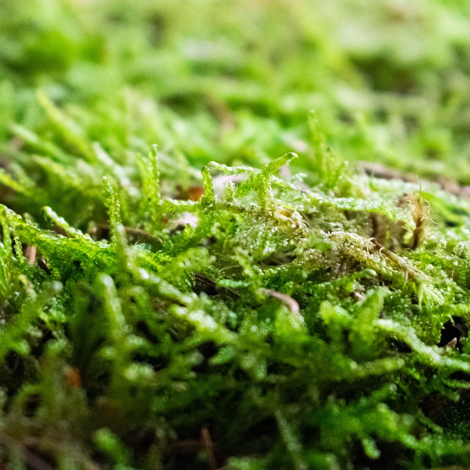 Live Carpet Moss for Terrariums Flat Moss Carpet Moss Mossarium