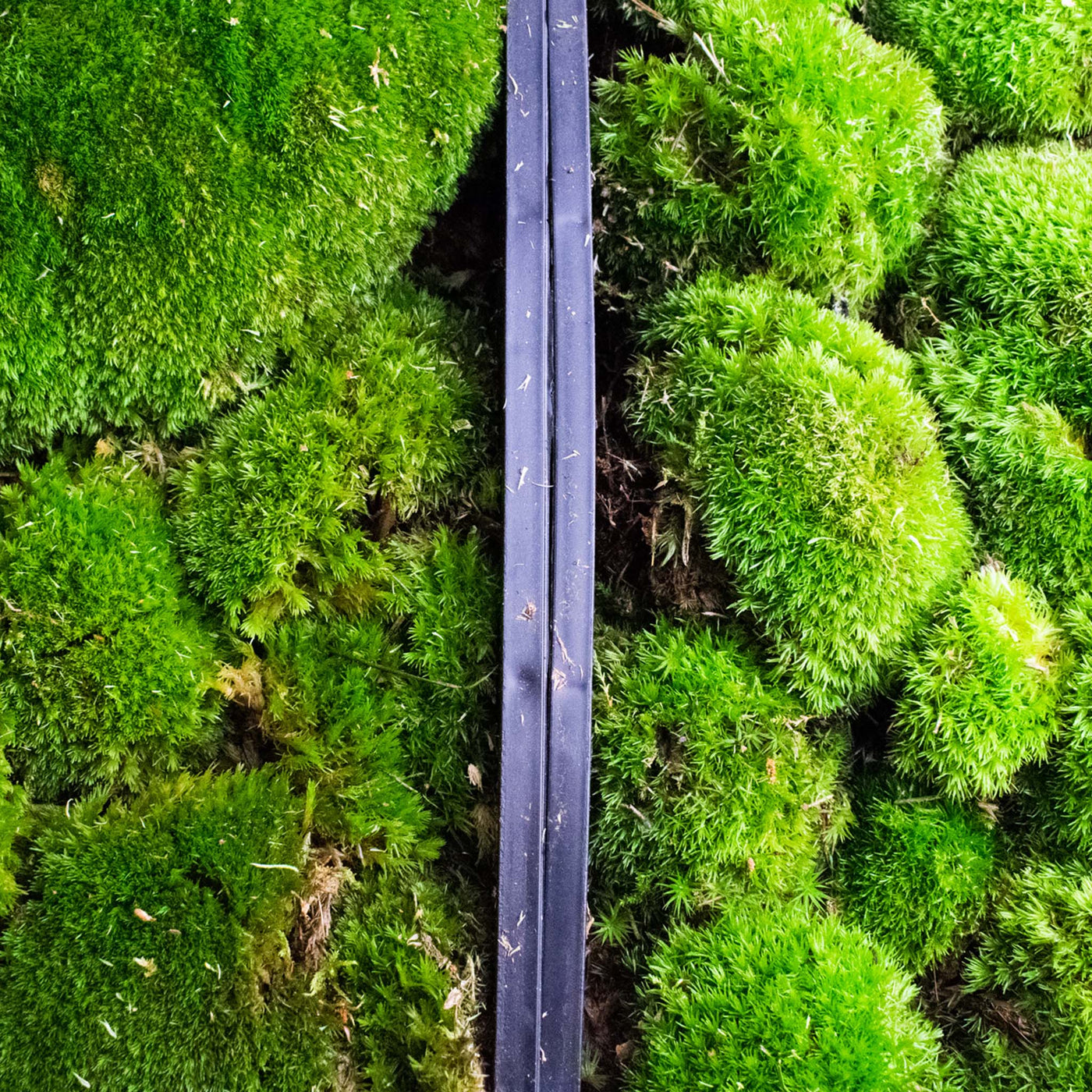 Natural Preserved Cushion Moss