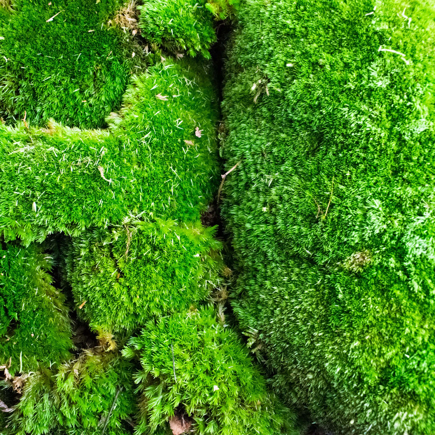 Prefleur Preserved Pole Moss Pillow Bun Cushion Natural Green Decorative  Real Natural Green DIY Kit Terrariu7r Table Decor Wedding (10.5 sq.ft.